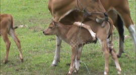 Cow in Indonesia gives birth to rare eight-legged calf