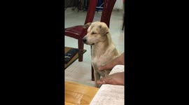 Dog struggles to keep his eyes open while watching TV