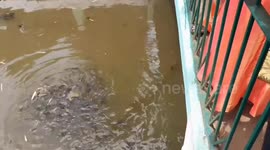 Family in India shocked by lots of fish