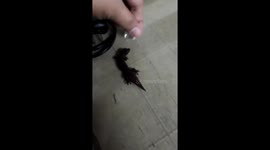Baby Black Gecko Eats Pieces Of Rice