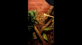 Baby Monocled Cobra Eats Raw Chicken For Lunch