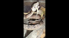 Malaysian pit viper eats live lizard