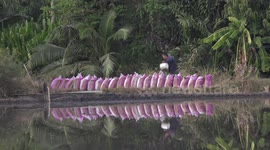 A rice farmer pours water on bags of rice, that will be planted soon in his paddy field, also we can see his reflections in the paddy field as he drives his tractor along the edge of the field.