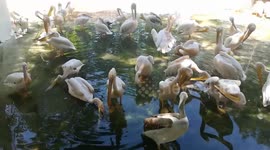 Herd Of Immigrated Pink Pelican In Zoo