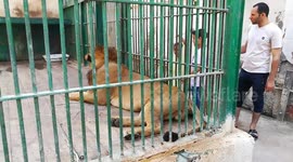 Friendly Lion In Zoo Eats Visitors Steaks