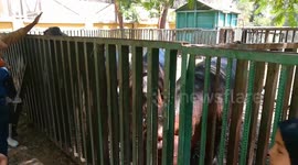 Family Of Six Hippos welcoming children To Take Photo