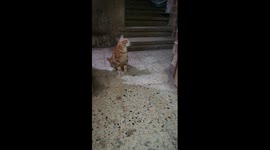 Funny Kitty Follows hanged Robe