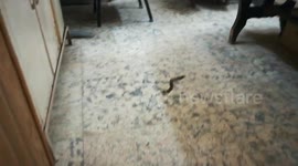 Cat Plays With Little Sticks With Owner