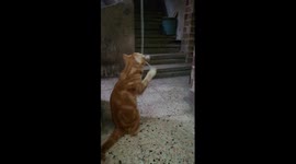 Funny Cat Entertain Himself At Night