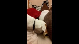 Butch the Jack Russell puppy I must bury my bone but where