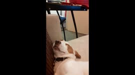 Butch the Jack Russell  puppy sleeping like a baby