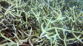 Coral Bleaching in Malaysia