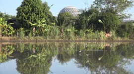 A peaceful tranquil paddy field with water and birds looking for breakfast, also reflections of a strange round shaped temple.