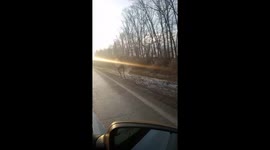 Ferocious wild elk rams cars in Russia during terrifying rampage