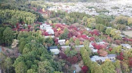 The fall colors of Arashiyama seen by drone