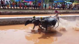 Locals gather to watch traditional buffalo races in southern India