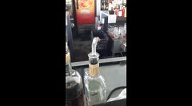 Bee getting Drunk in Key West
