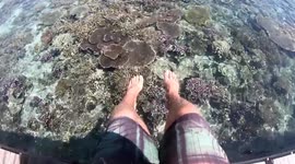 Magical Coral Reef and Paradise in Java
