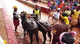 Longer Version: Kambala (Buffalo Race) A Traditional Celebration in Rural Western Karnataka.