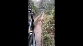 Wild tiger chases safari vehicle full of terrified tourists