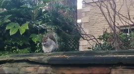 Squirrel eating berries on wall