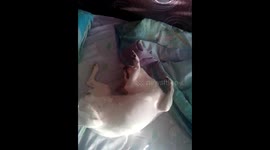 Waking up your sleepy dog