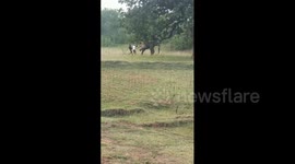 Indian villagers run up to pull rogue elephant’s tail in dangerous teasing prank