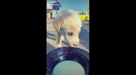 World Cutest Dog