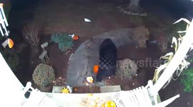 Bear caught on Connecticut doorbell cam smashing up Thanksgiving pumpkins