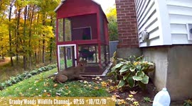 Bobcat runs loops around chicken coop at Connecticut home trying to get bird inside