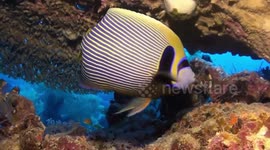 Diving in Red Sea