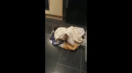 What's lurking underneath this pile of washing...