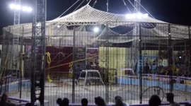 Strong Female Circus Performer In Cage With Lions And tigers