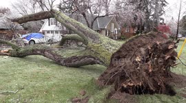 Ice storm damage in Burlington, Ontario from major freezing rain and wind storm as part of the weather bomb cyclone affecting Canada and the US
