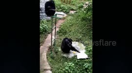 重庆  勤劳黑猩猩 给饲养员洗衣服半小时