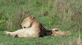 Playful Lion Cubs of Akagera National Park, Rwanda