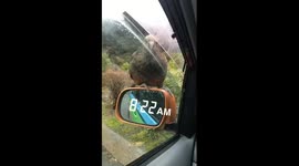 Kea lending a helping beak - Milford Sounds, New Zealand