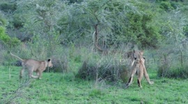 Playful lions greeting an adult lioness in Rwanda