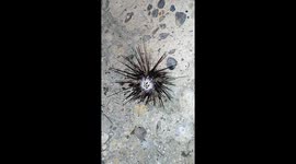 Sea urchin wriggles around after being fished out of water in Philippines