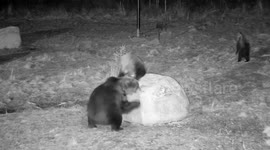 Mother bear slapping bigger male bear to protect her cub