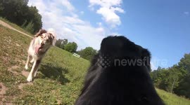 Meet the labrador that documents life from her point of view after owner attaches camera to her back
