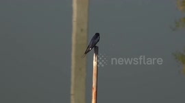 A swallow perched on a pole in a pond chirping in the evening sunlight.