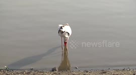 A Stork and a Crocodile Fishing Together
