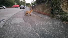 Befriending a Wild Fox, Amazing Close encounter with a Fox