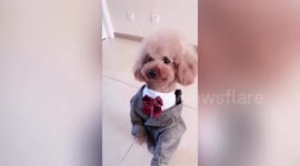 Chinese woman teaches her poodle to say mama