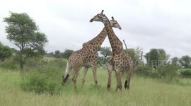 Witness the rarely seen and brutal way these two male giraffes fight