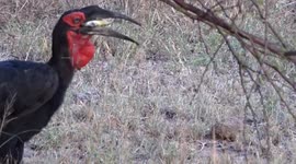 Southern Ground Hornbill catch and eat frog, video taken in Kruger National Park