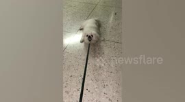 Stubborn Pet Dog Refuses To Go For Walk