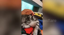 Tired Kitten Just Can't Stay Awake