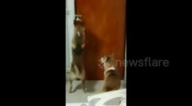 Clever dogs open the door by themselves to escape the room
